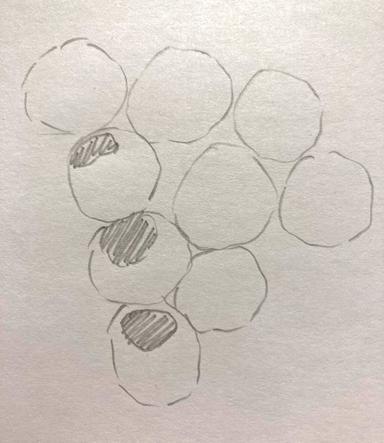 An image in a quiz