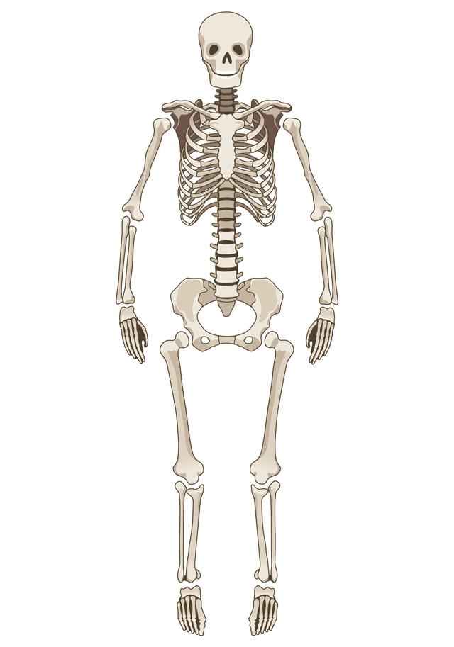 True or false? The bones in your body are living.