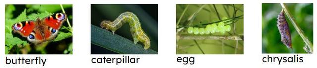 Put these different stages of a butterfly's life cycle in order starting with the youngest.