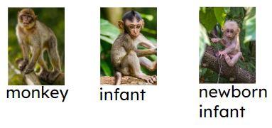 An image in a quiz
