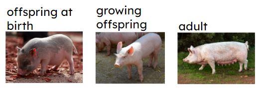 An image in a quiz
