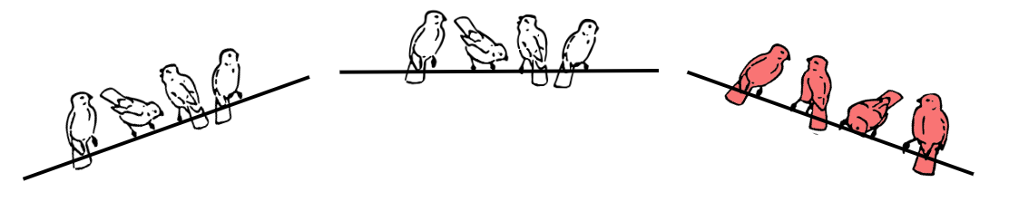 An image in a quiz
