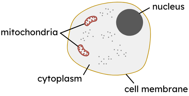 cell 4 