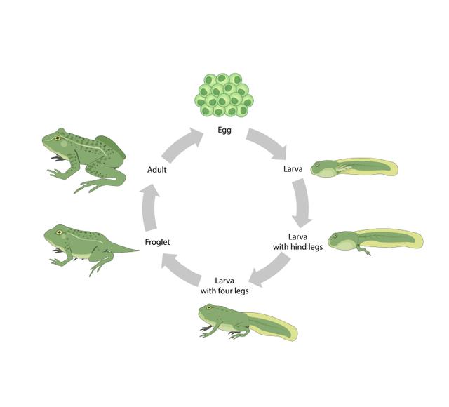 An image in a quiz
