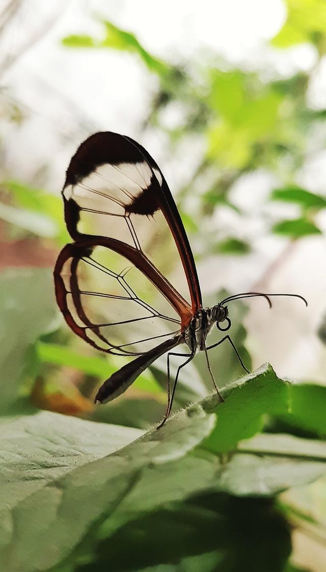butterfly