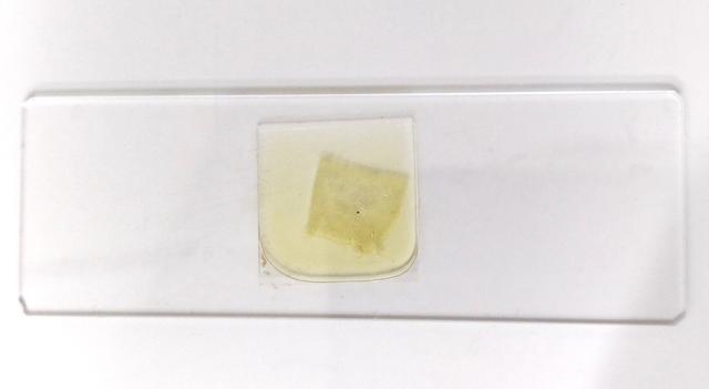 Put these steps in order to explain how to make a temporary mount of onion tissue.
