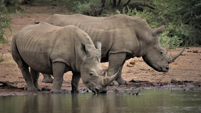 All animals have basic needs. What are basic needs?