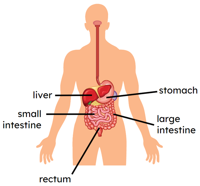 An image in a quiz