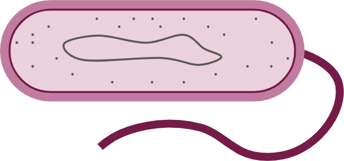 An image in a quiz