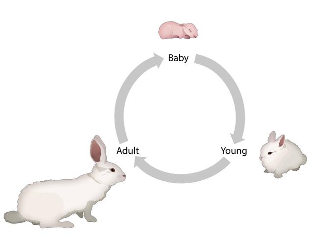 An image in a quiz