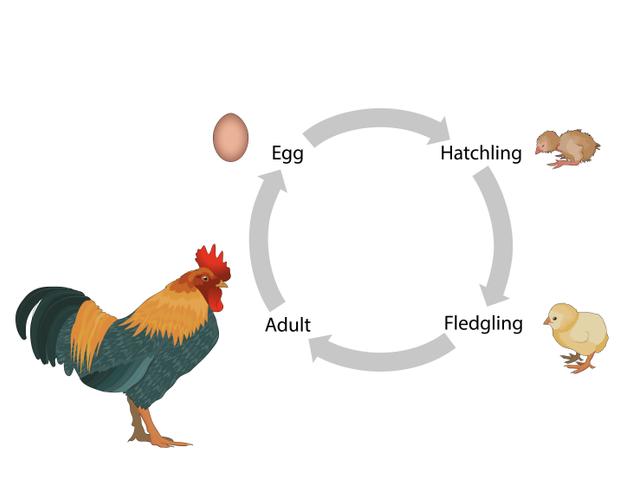 An image in a quiz