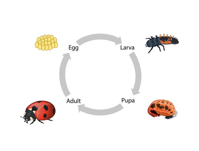 An image in a quiz