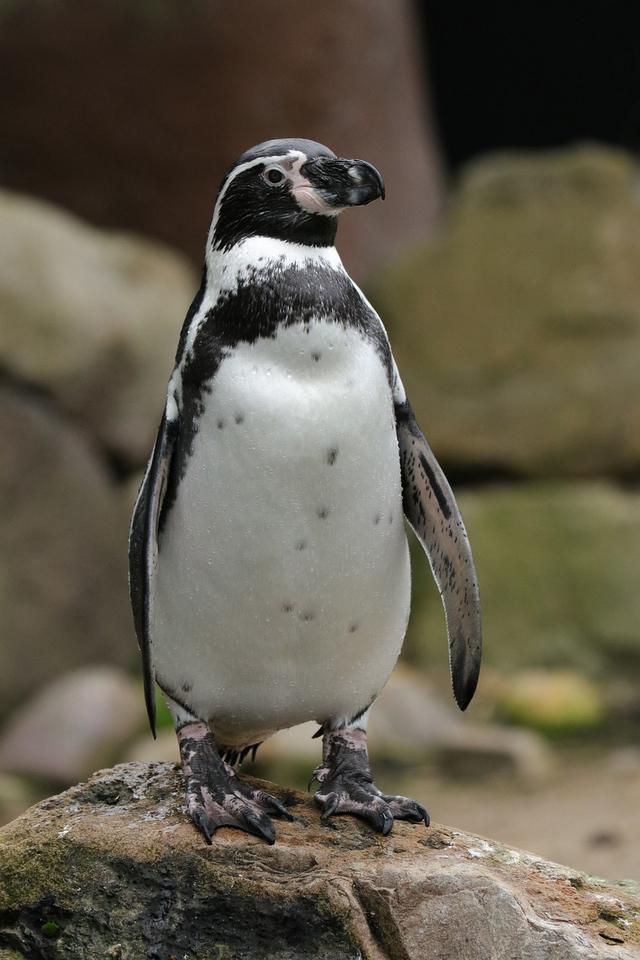 penguin