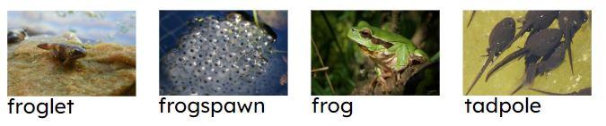 An image in a quiz