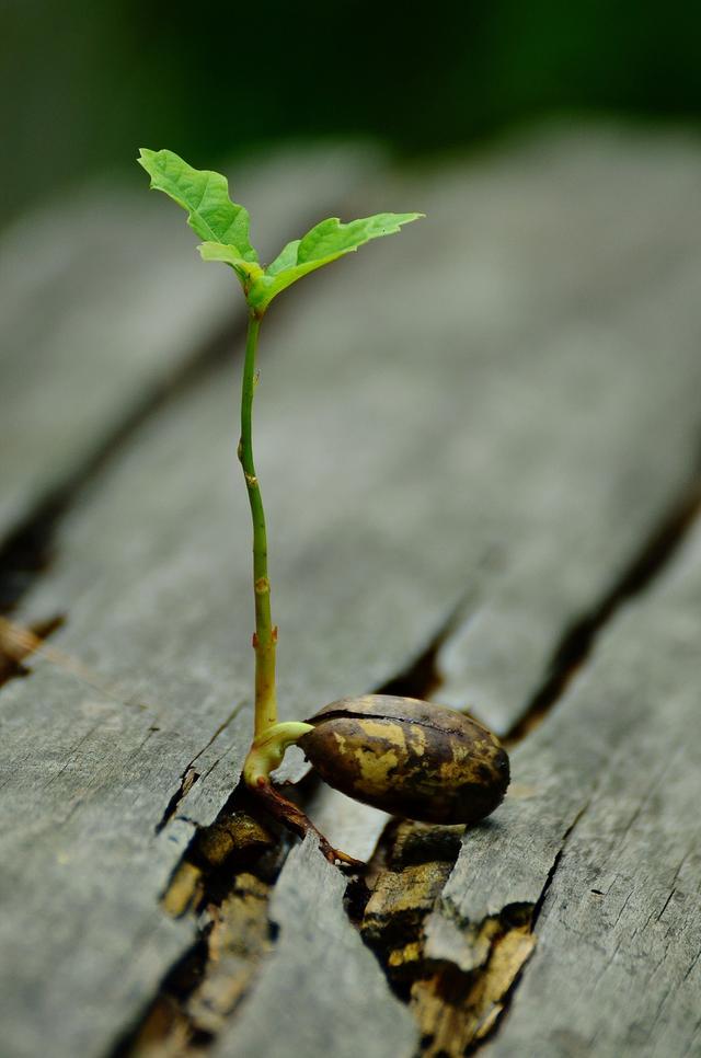 What do seeds require to germinate?