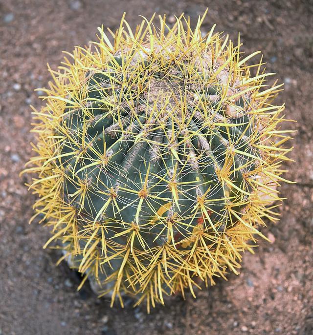 How is this organism adapted to its environment?