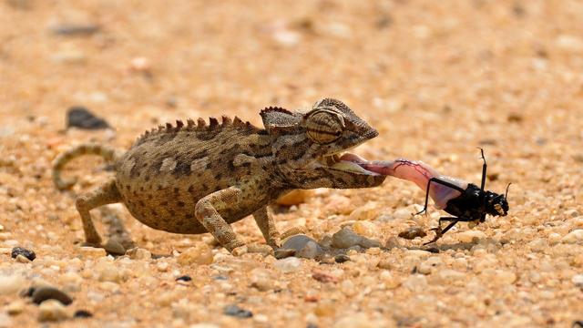 What is the name for an animal that is hunted and eaten by another animal?