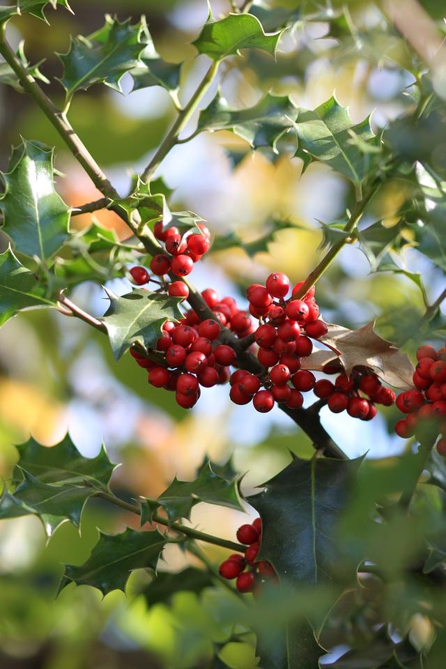 Evergreen trees ...