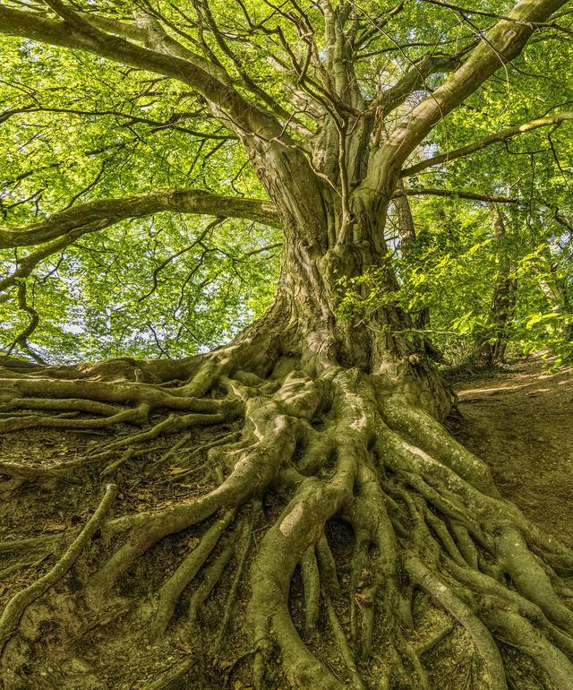 True or false? Trees are plants that are made up of different parts.
