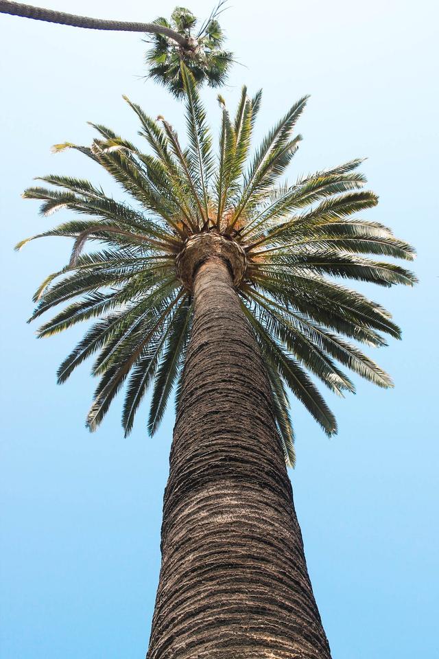 The stem of a tree is called a ...