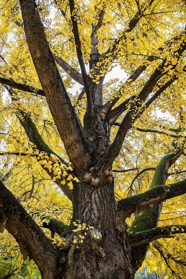 Branches and twigs support ...