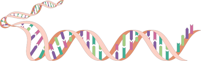 DNA is an organism's <span class="blank">______</span> material.