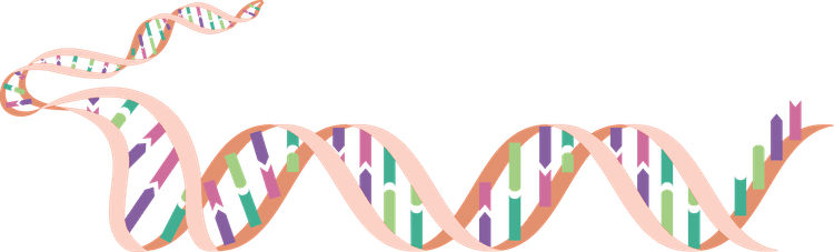 A model of the structure of DNA KS3 | Y7 Science Lesson Resources | Oak ...