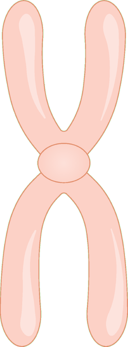 An image in a quiz
