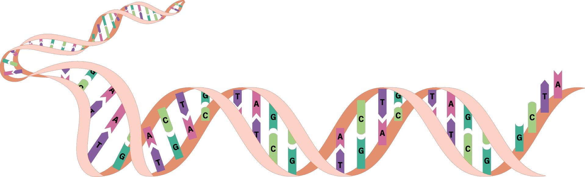 An image in a quiz