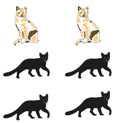 An image in a quiz