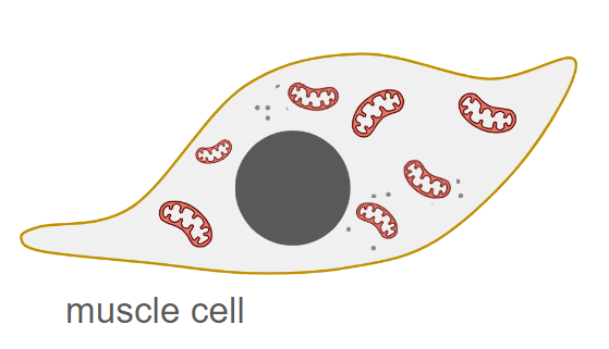 An image in a quiz