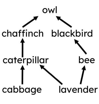 An image in a quiz
