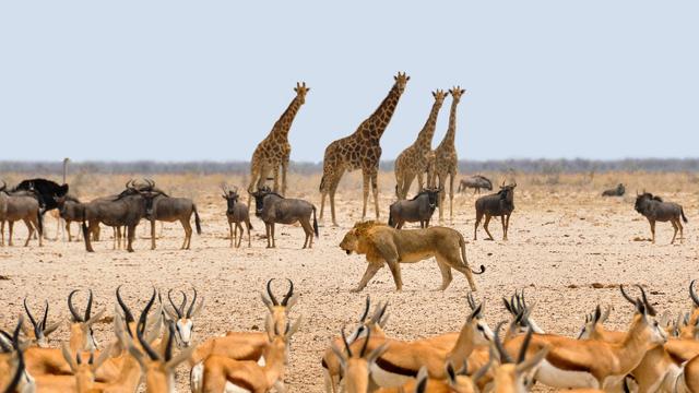 Why do living things live in different habitats?
