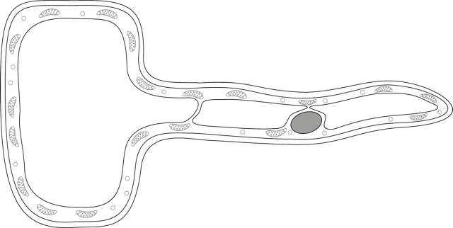 This cell absorbs water into a plant. It is called a root <span class="blank">______</span> cell.