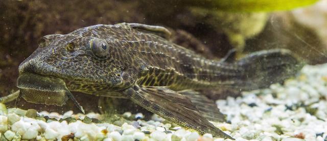 The fish in the picture is streamlined in shape and has a mouth that can act as a sucker. What habitat do you think this fish lives in?