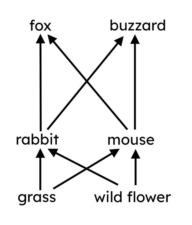 How many food chains make up the food web diagram?
