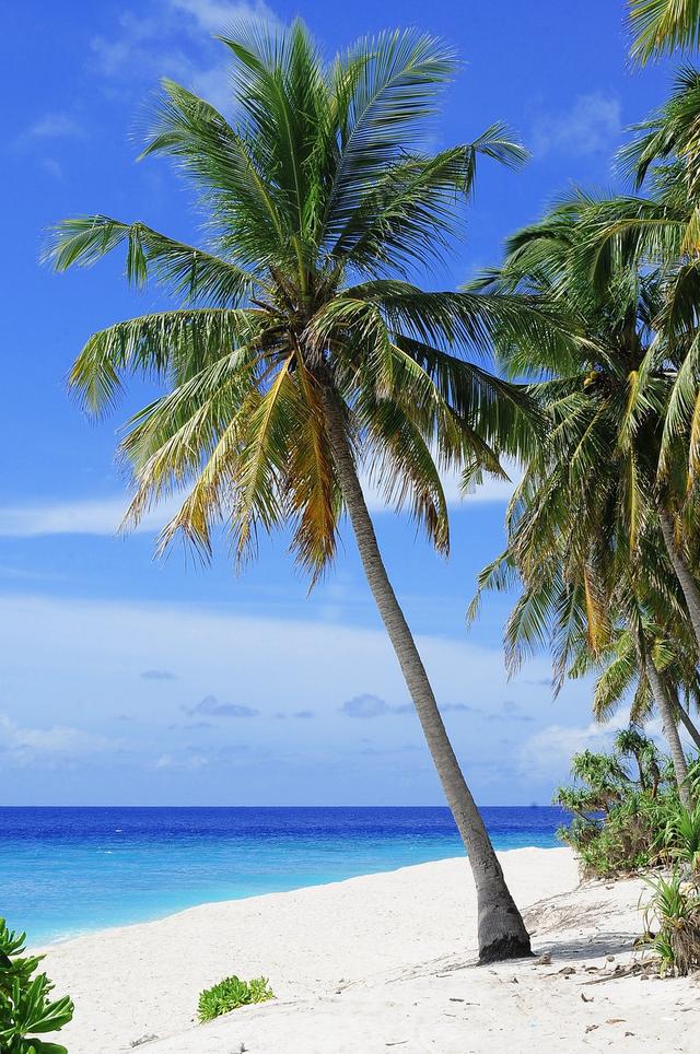 A palm tree on a beach near the sea