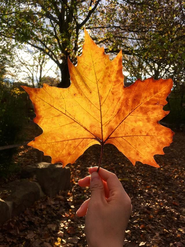 orange leaves
