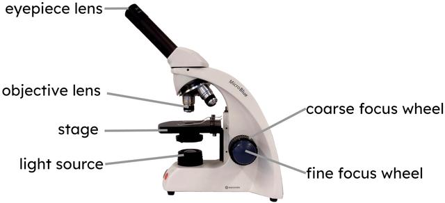 Put these steps in the right order to show how to use a light microscope.