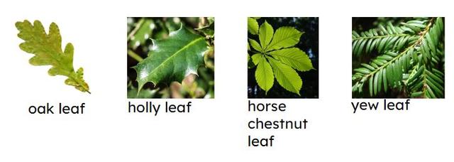 Match the tree to its correct type.