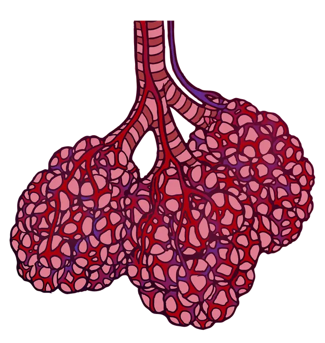 Where in the lungs does gas exchange take place?
