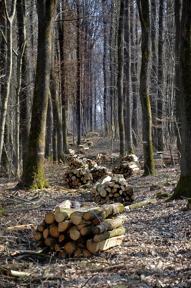 What does deforestation mean?