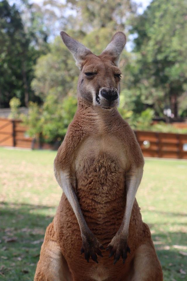 Which option shows the correct way to format a binomial name for a red kangaroo?
