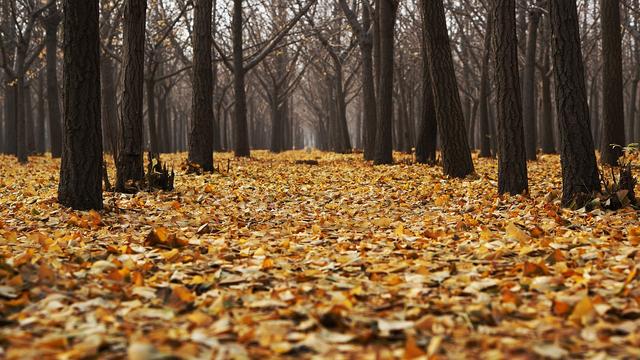 leaves on the ground