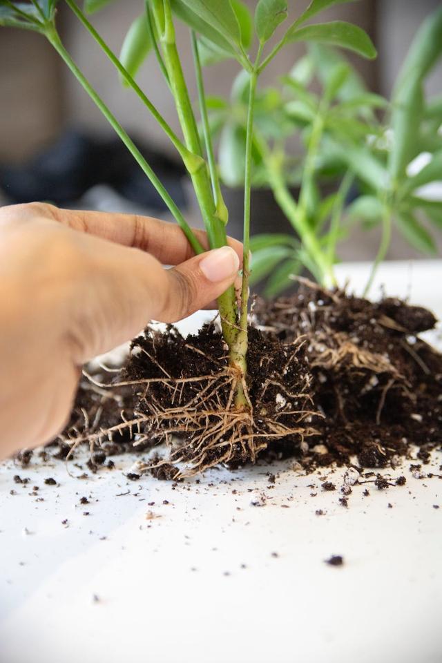How do roots take in water and nutrients from the soil?