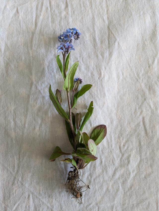 The parts of a plant are also known as its ...