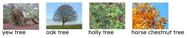 Which of the plants listed could be added to the group of plants that are trees?