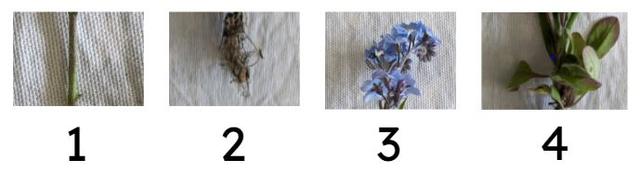 Match each part of the plant to the correct number ...