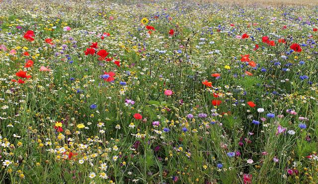 How can we find out about which flower colours are most common in our local area?
