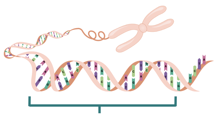 An image in a quiz